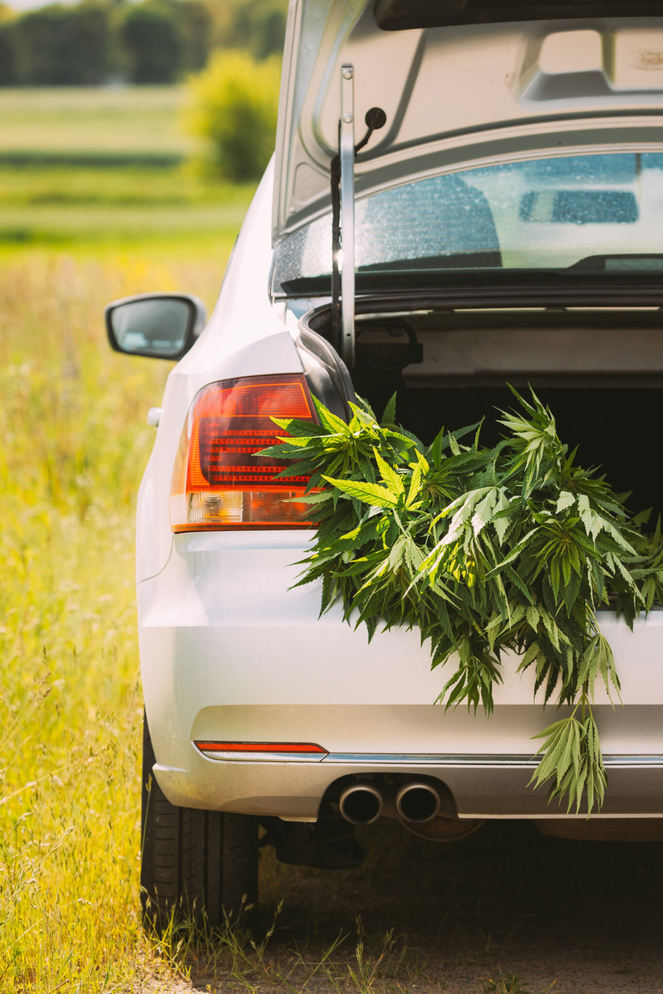 Legal Green Marijuana Cannabis Leaves At Open Car Trunk. Farm In Summer Day, Beautiful Cannabis Background. Cultivation Background. Marijuana Cultivation Green Lush Background Of Leaves. Young Cannabis Plant